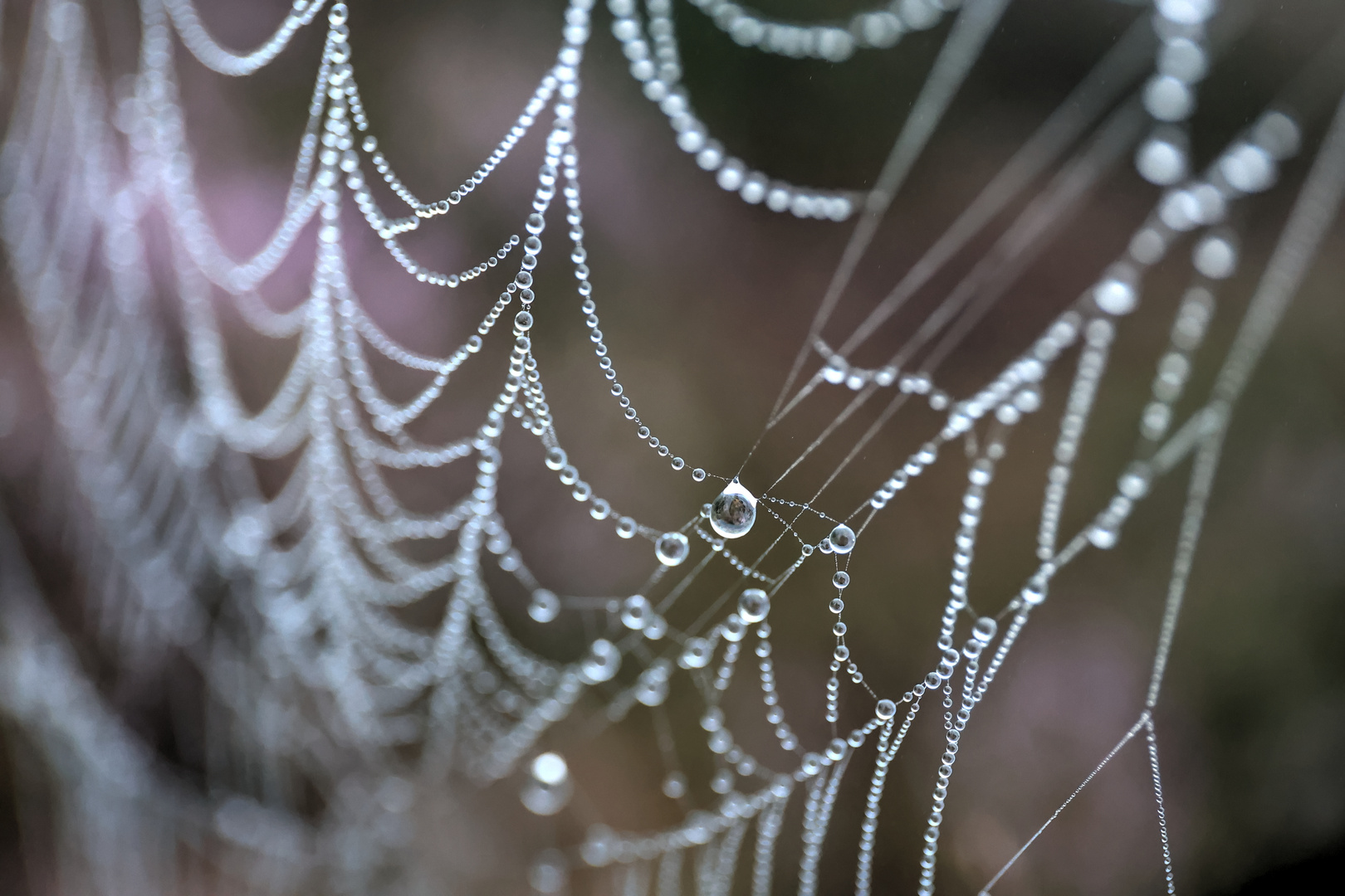 String of Pearls