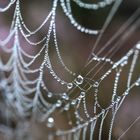 String of Pearls