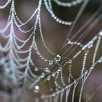 String of Pearls