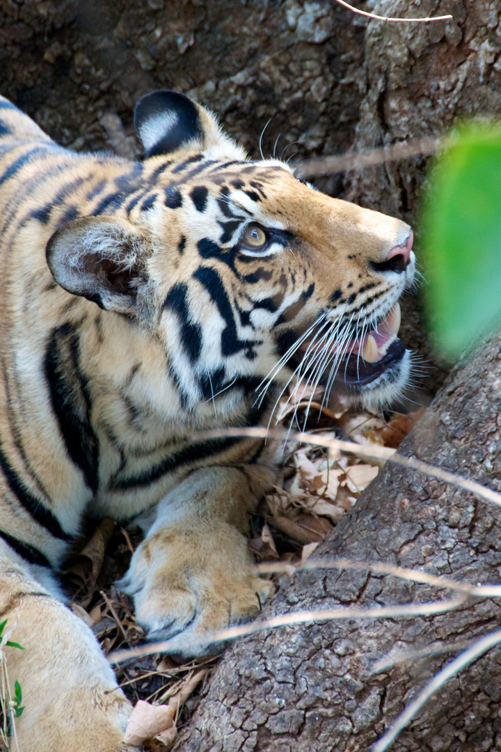 Striped Big Cat