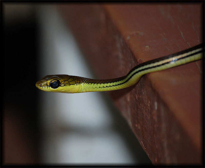 Striped bronzeback tree snake