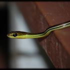 Striped bronzeback tree snake