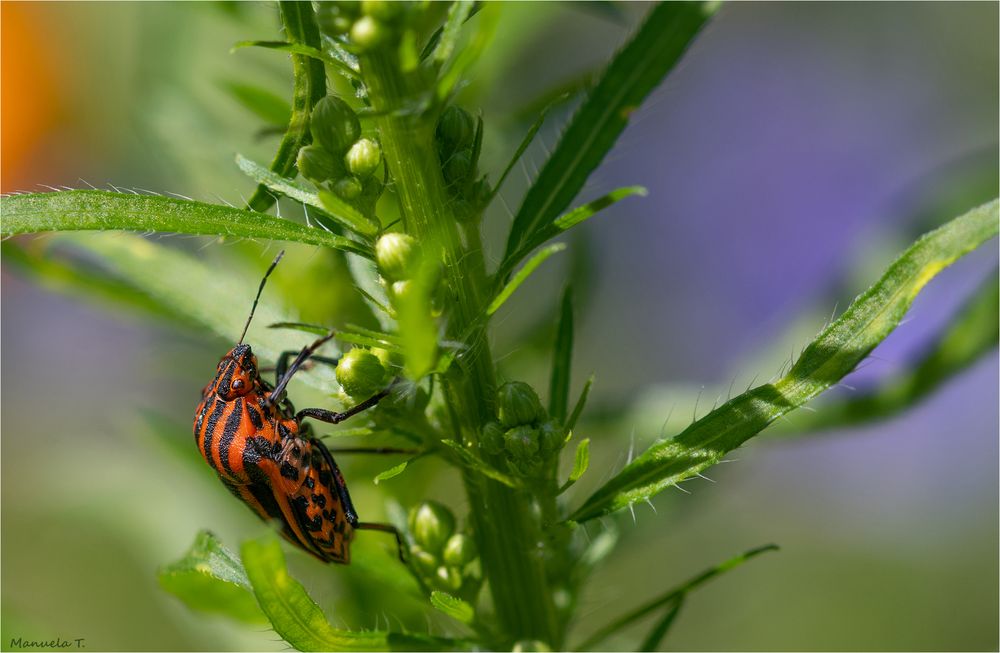 Striped bug