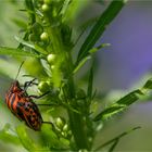 Striped bug