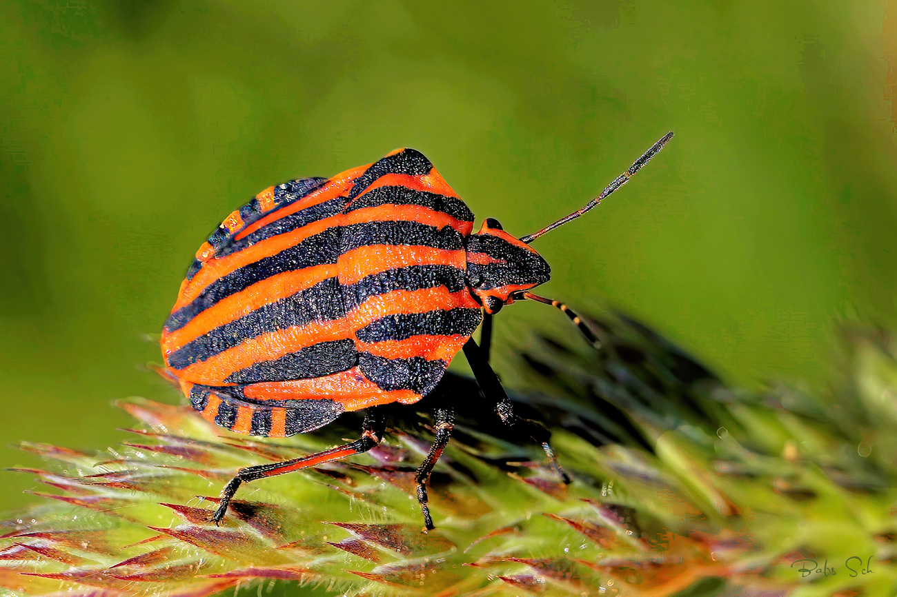  Striped bug