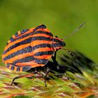  Striped bug
