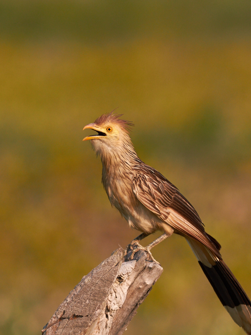 Striped Cuckoo...