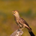 Striped Cuckoo...