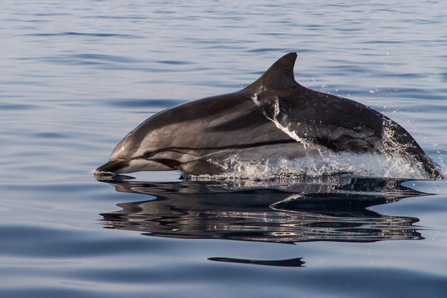 Striped Dolphin