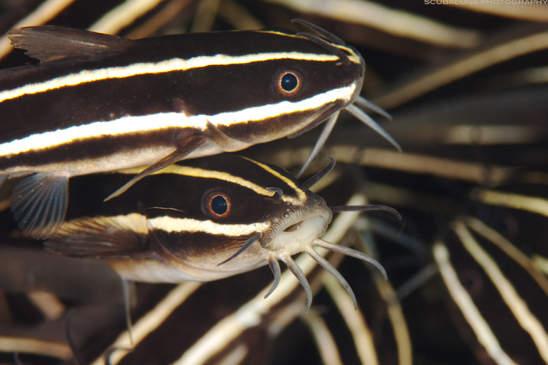 Striped eel catfish (Plotosus lineatus)