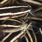 Striped eel catfish (Plotosus lineatus)