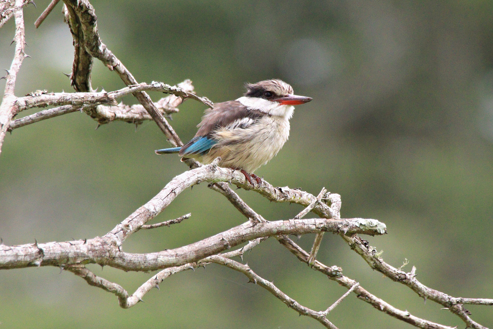 Striped Kingfisher