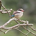 Striped Kingfisher