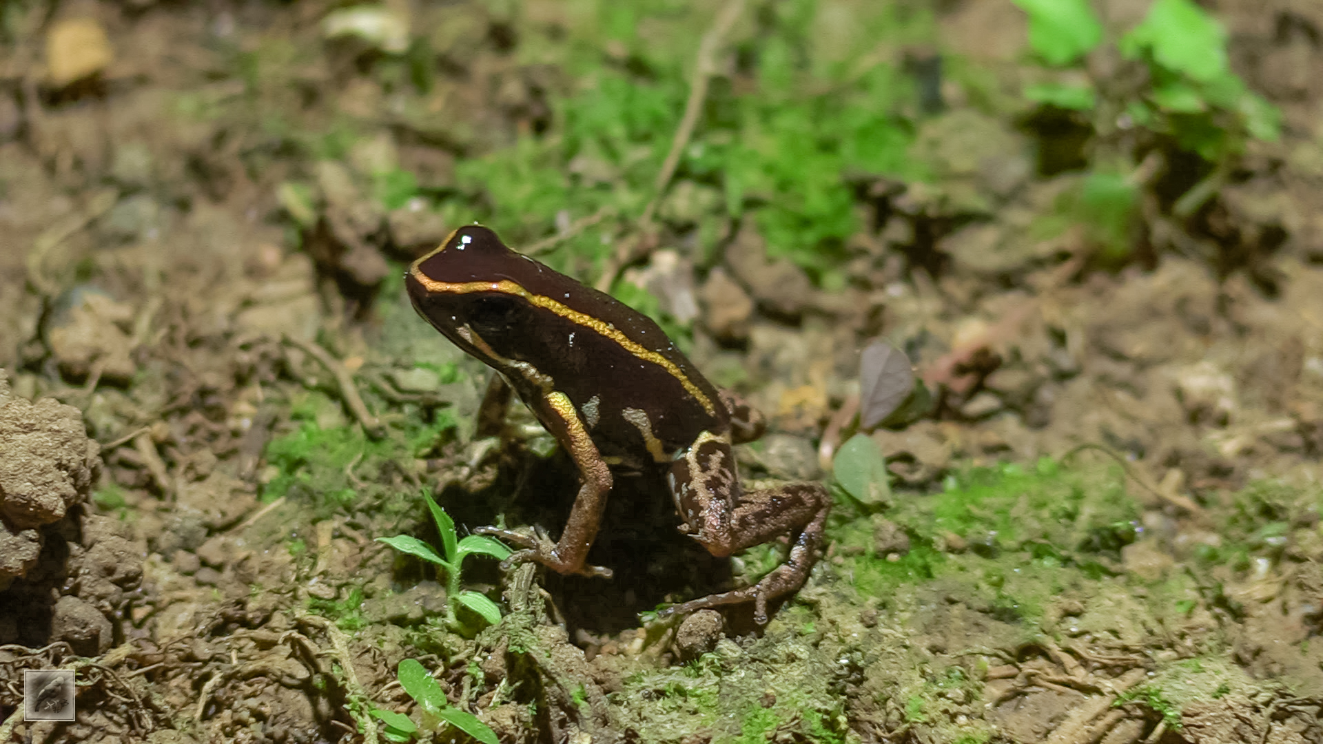 Striped Poison Dart Frog (Phyllobates lugubris)