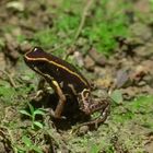 Striped Poison Dart Frog (Phyllobates lugubris)