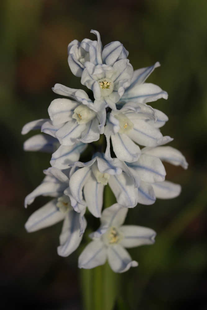 Striped squill (Puschkinia scilloides)