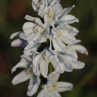 Striped squill (Puschkinia scilloides)