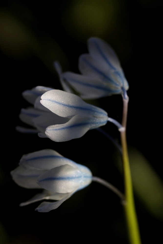 Striped squill (Puschkinia scilloides)