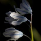 Striped squill (Puschkinia scilloides)