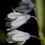 Striped squill (Puschkinia scilloides)