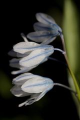 Striped squill (Puschkinia scilloides)