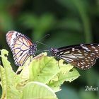 Striped Tiger & Blue Tiger.