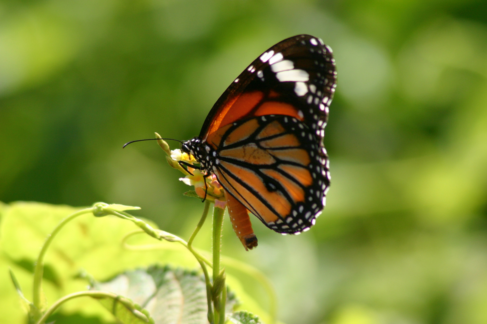 Striped tiger