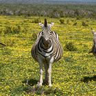 striped trio