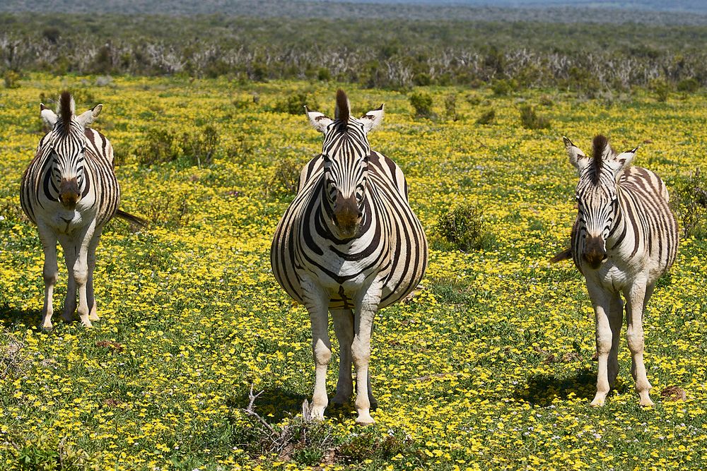 striped trio