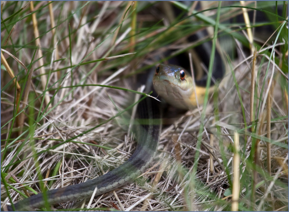 Striped whip snake