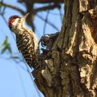 Striped Woodpecker ( Veniliornis lignarius )