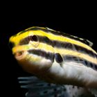 Stripedblenny