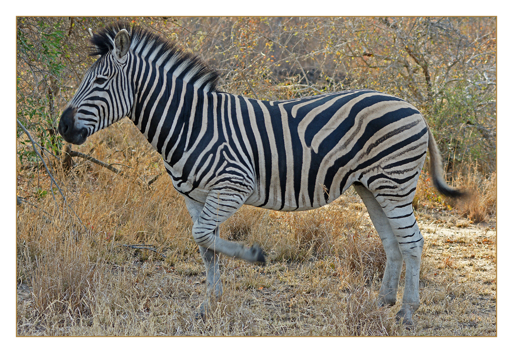 Stripes