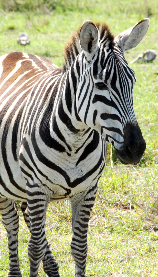 Stripes