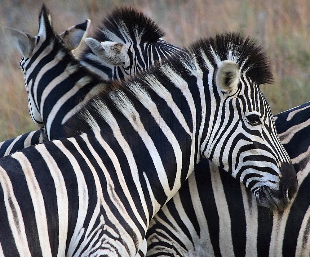 Stripes