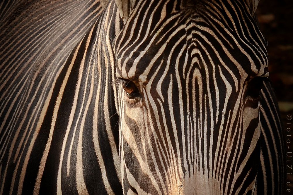 Stripes