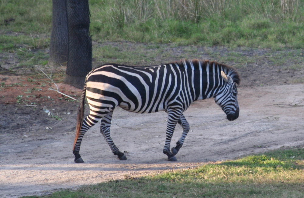 stripes