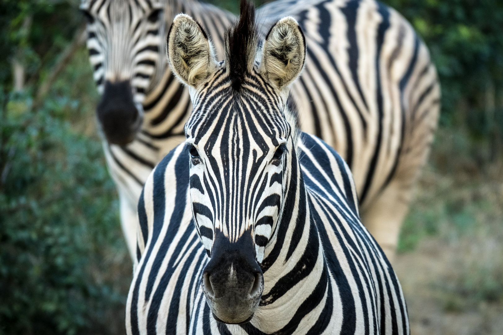 Stripes