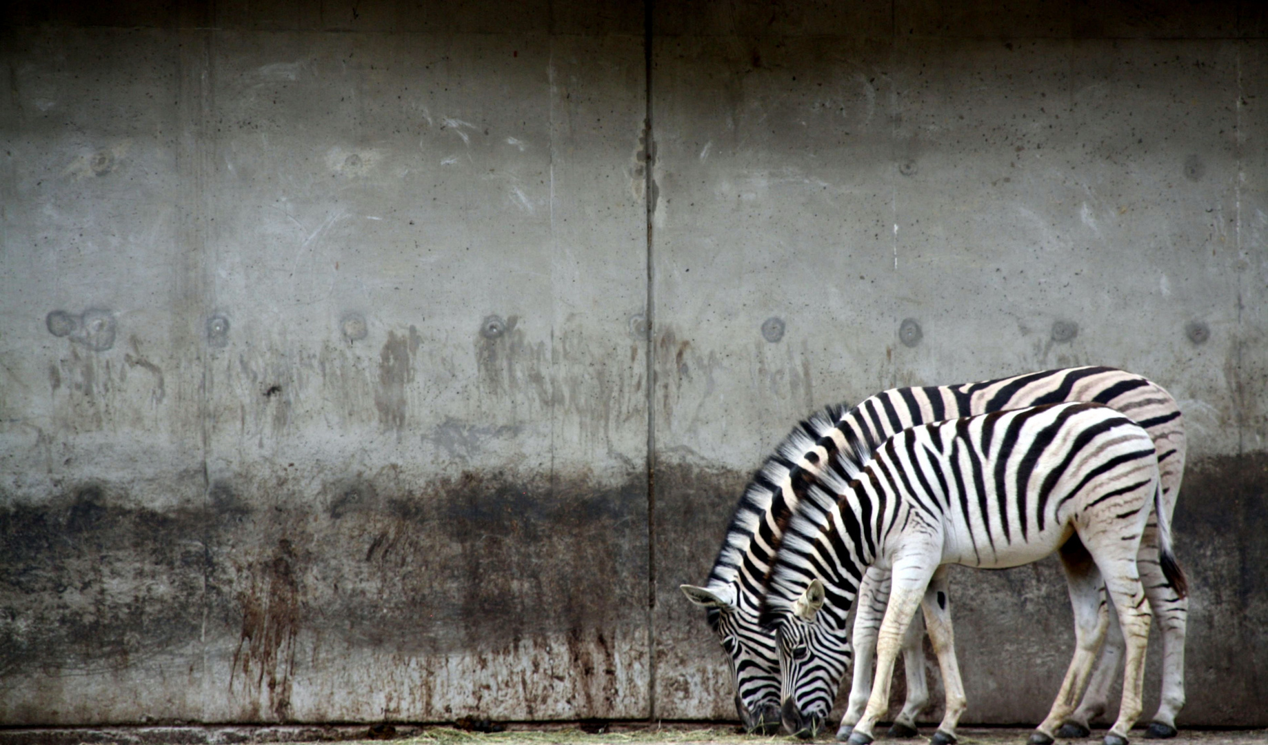 Stripes