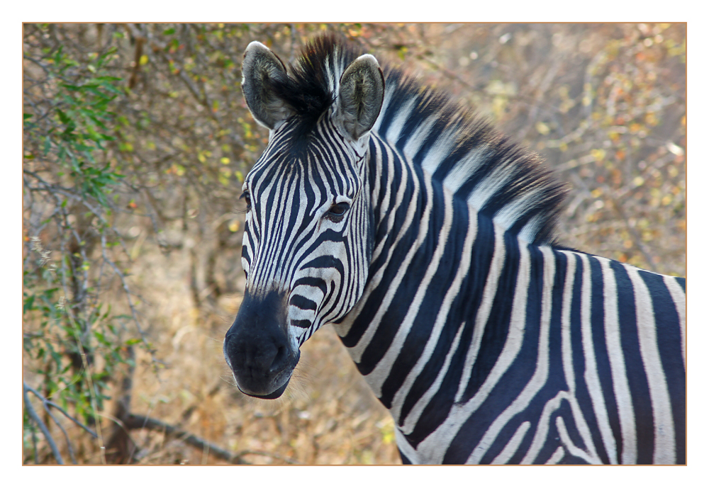 Stripes ...