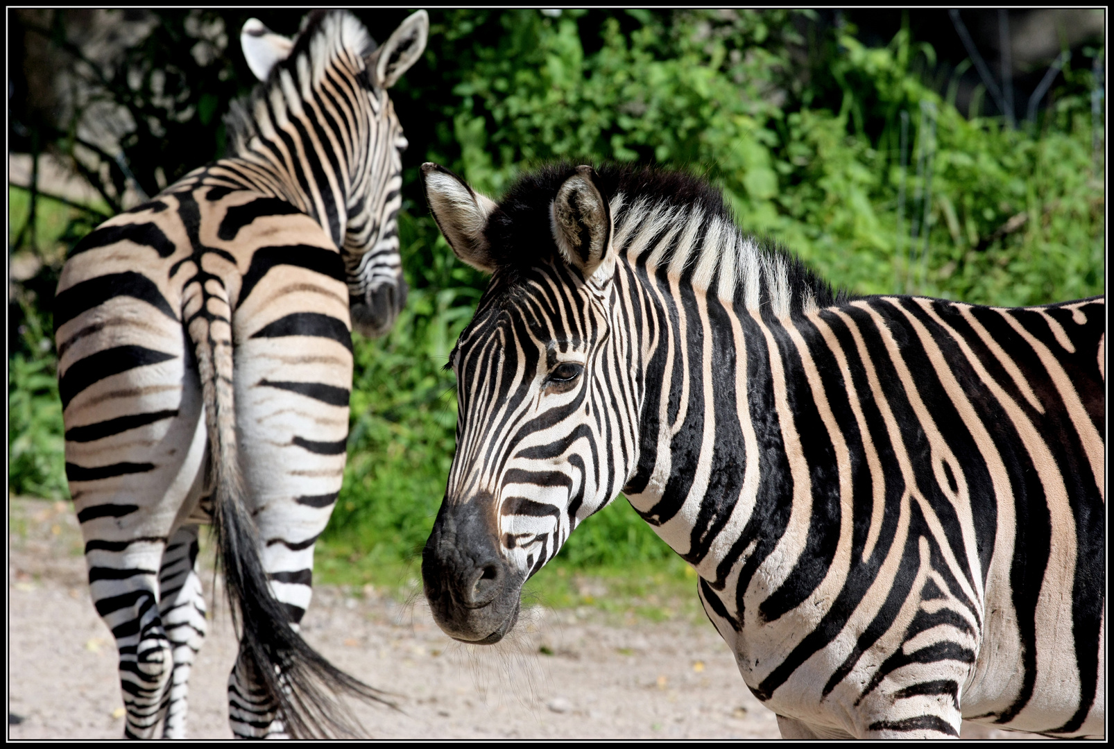 stripes all over