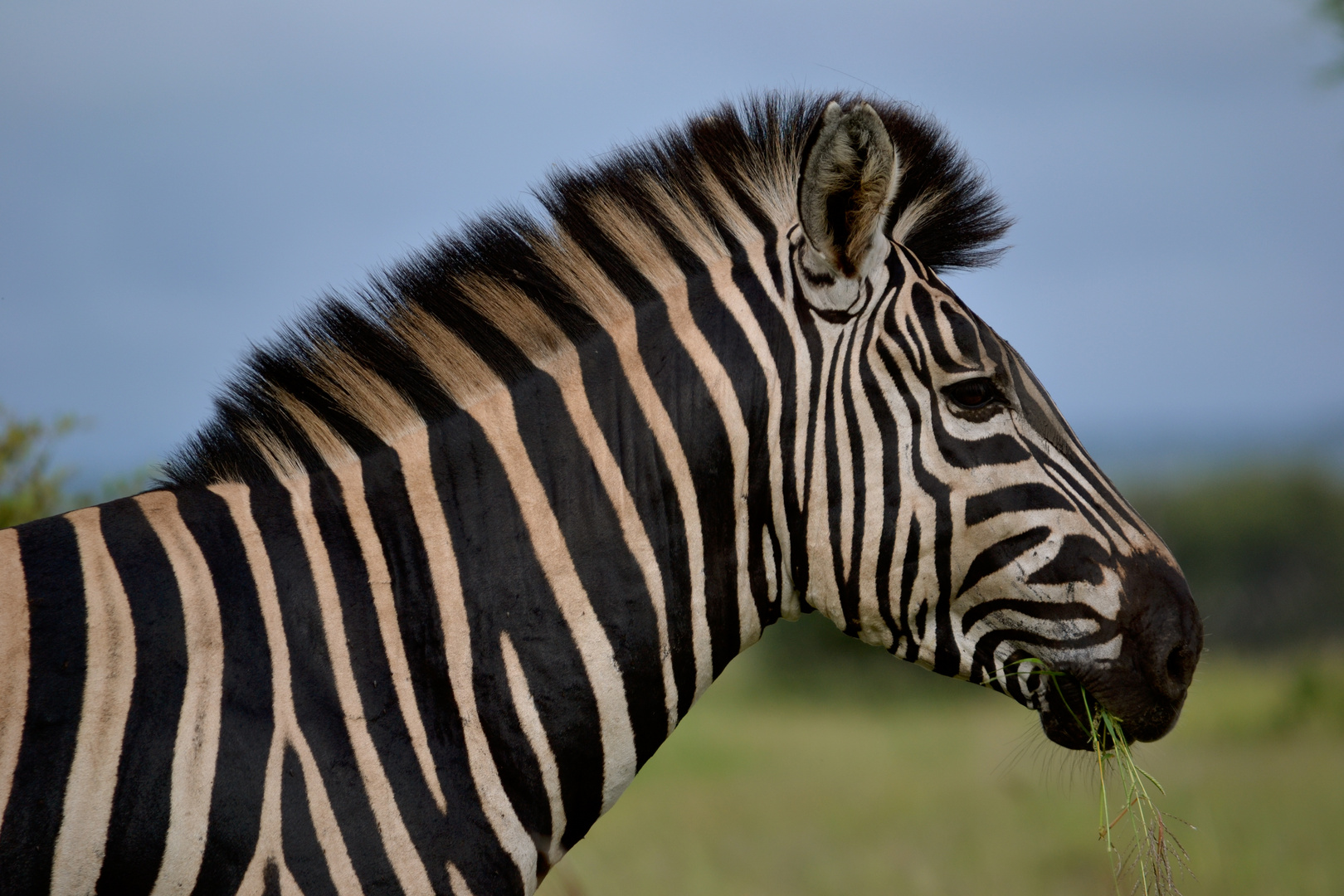 Stripes