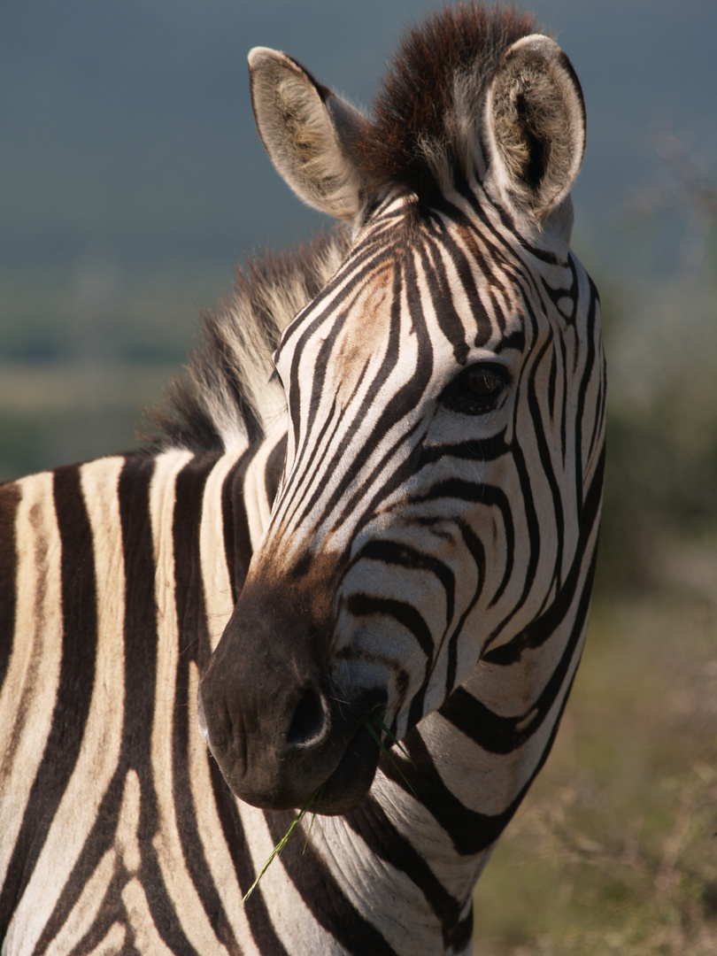 Stripes