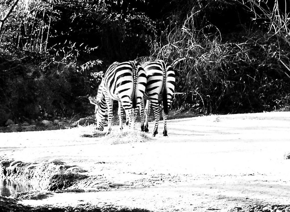 stripes