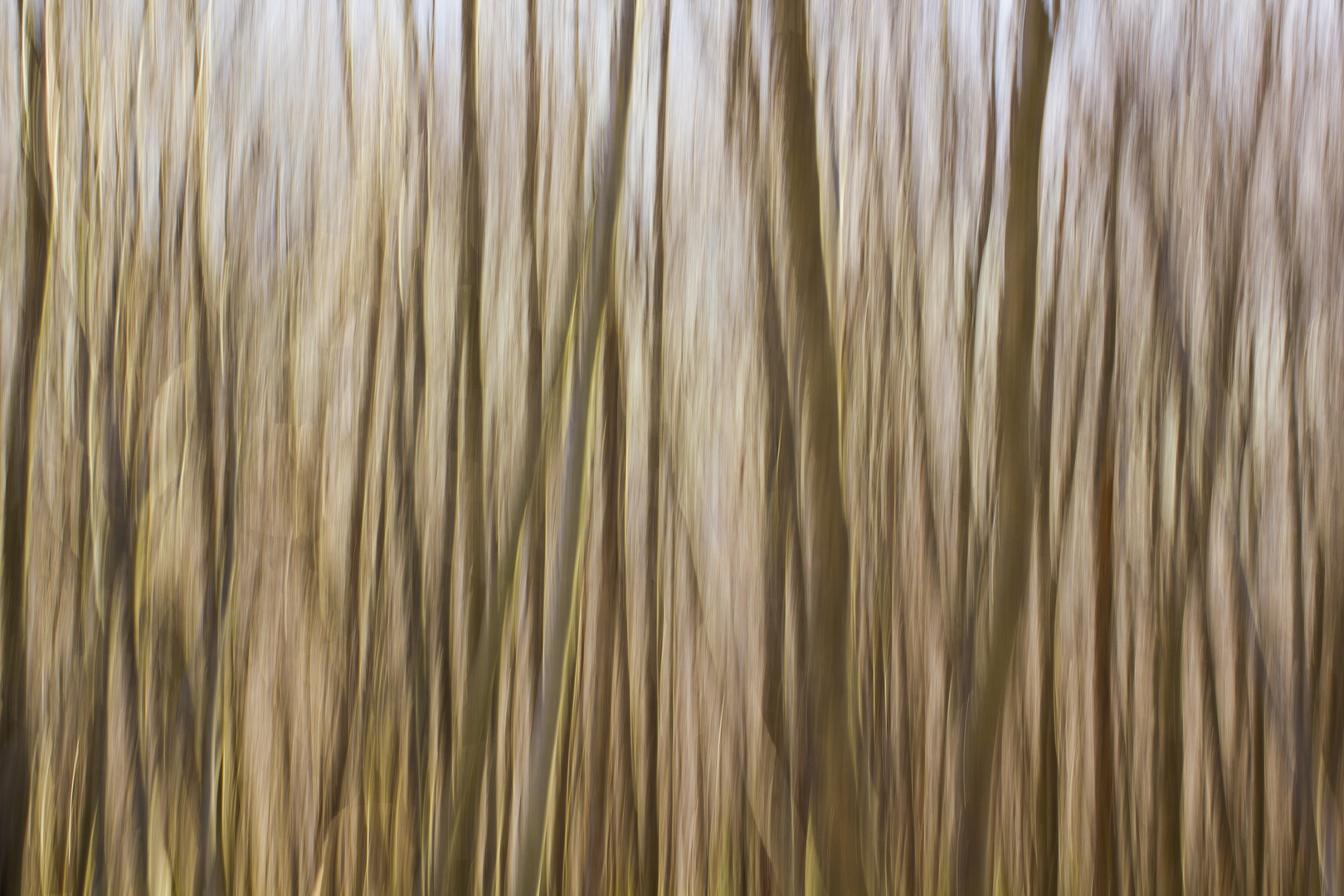 Stripes of woods