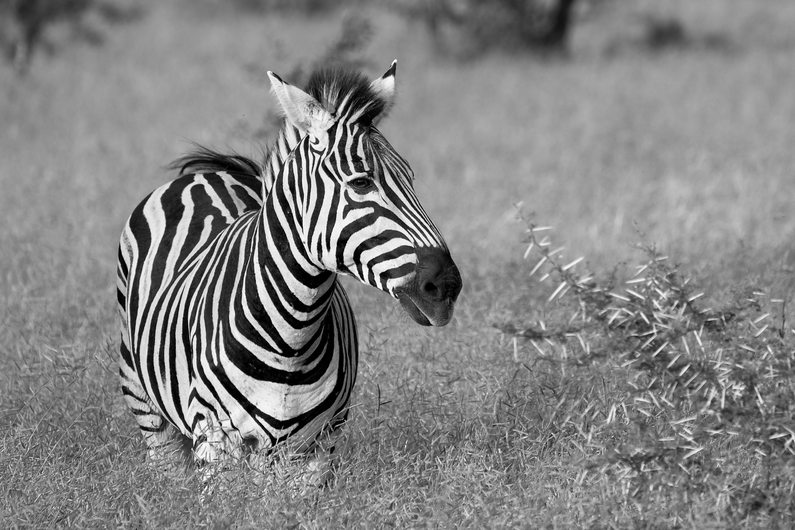 Stripes (SchwarzWeiss)