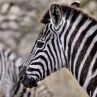 Stripey Donkeys