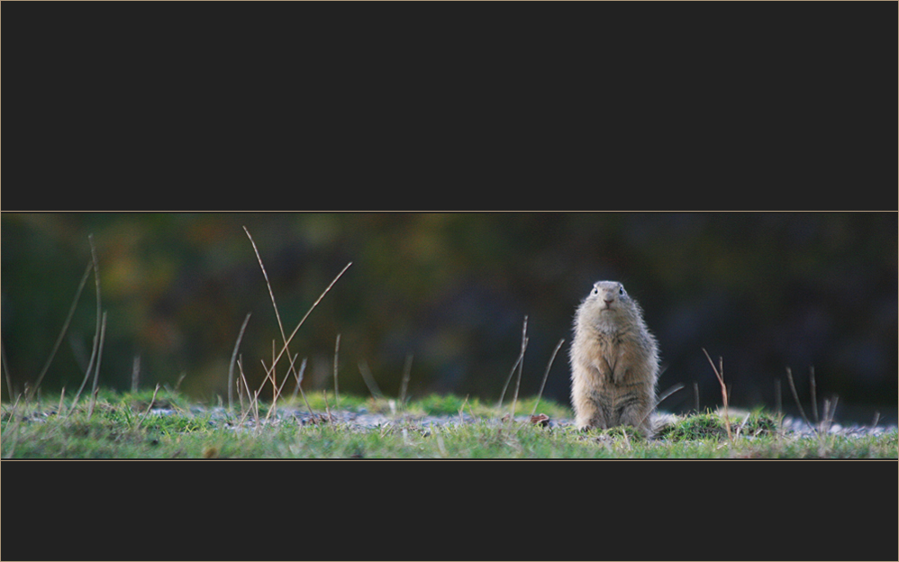 stripped striped squirrel