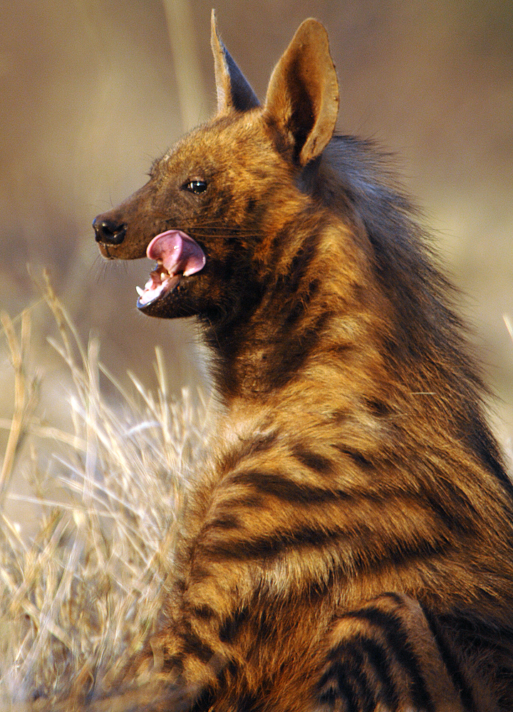 Strippet Hyena