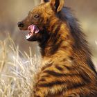 Strippet Hyena